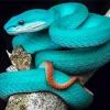 Blue Pit Viper Diamond Painting