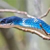 Blue Racer Snake Diamond Painting