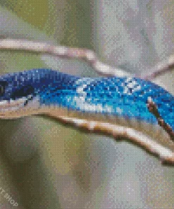 Blue Racer Snake Diamond Painting