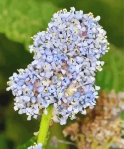 Blueblossom Plant Diamond Painting