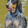 Bluetick Coonhound Dog Diamond Painting