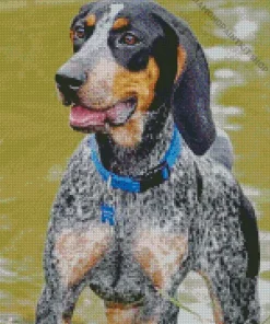 Bluetick Coonhound Dog Diamond Painting