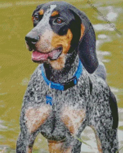 Bluetick Coonhound Dog Diamond Painting