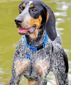 Bluetick Coonhound Dog Diamond Painting