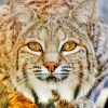 Bobcat Face Diamond Painting