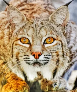 Bobcat Face Diamond Painting