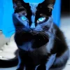 Bombay Cat With Blue Eyes Diamond Painting