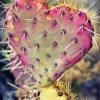 Cactus Heart Diamond Painting