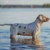 Catahoula Leopard Dog Diamond Painting