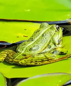 Frog And Lily Pad Diamond Painting