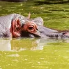 Gray Hippopotamus Diamond Painting