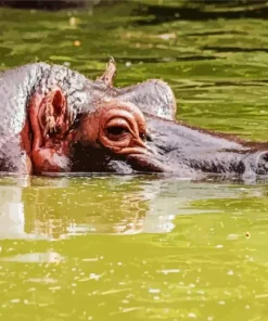 Gray Hippopotamus Diamond Painting