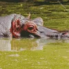 Gray Hippopotamus Diamond Painting