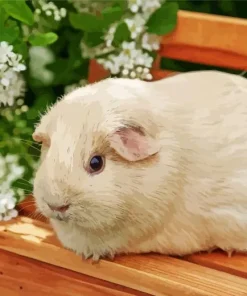 Guinea Pig Flower Diamond Painting