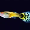 Guppy Fish Diamond Painting