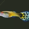 Guppy Fish Diamond Painting