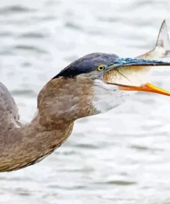 Heron Eating Fish Diamond Painting