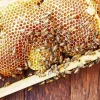 Honey Bee Hive Diamond Painting