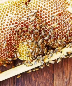 Honey Bee Hive Diamond Painting