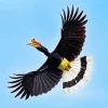 Hornbill Bird Flying Diamond Painting