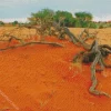 Kalahari Desert Diamond Painting