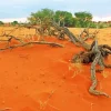 Kalahari Desert Diamond Painting