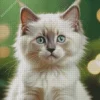 Ragdoll Kitten Diamond Painting