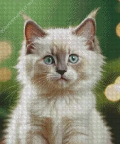 Ragdoll Kitten Diamond Painting