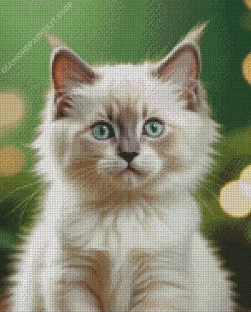 Ragdoll Kitten Diamond Painting