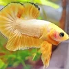 Yellow Betta Fish Diamond Painting