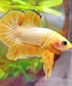 Yellow Betta Fish Diamond Painting