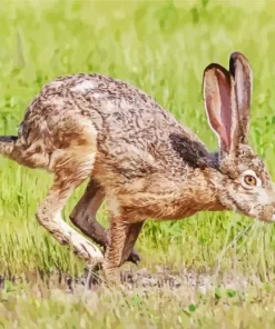 Black Tailed Jackrabbit Diamond Painting