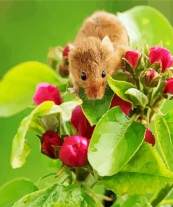 Eurasian Harvest Mouse Diamond Painting