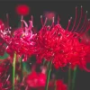 Red Spider Lily Flowers Diamond Painting