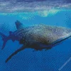 Big Blue Whale Diamond Painting
