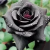 Black Rose Diamond Painting
