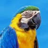 Blue And Gold Macaw Diamond Painting