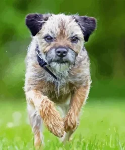 Border Terrier Dog Diamond Painting