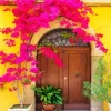 Bougainvillea Front Door Diamond Painting