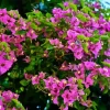 Bougainvillea Plant Diamond Painting