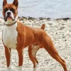 Boxer Short Tail Diamond Painting