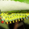 Caterpillar Insect Diamond Painting