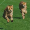 Cheetah Running Diamond Painting