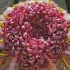 Chrysanthemum Flower Diamond Painting