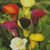 Colorful Calla Lilies Diamond Painting