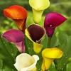 Colorful Calla Lilies Diamond Painting