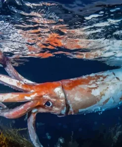 Colossal Squid Diamond Painting