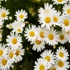 Common Daisy Flowers Diamond Painting