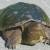 Common Snapping Turtle Diamond Painting