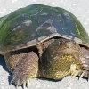 Common Snapping Turtle Diamond Painting